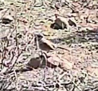 Chingolo de Bell (belli) - ML646678347