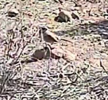 Chingolo de Bell (belli) - ML646678348