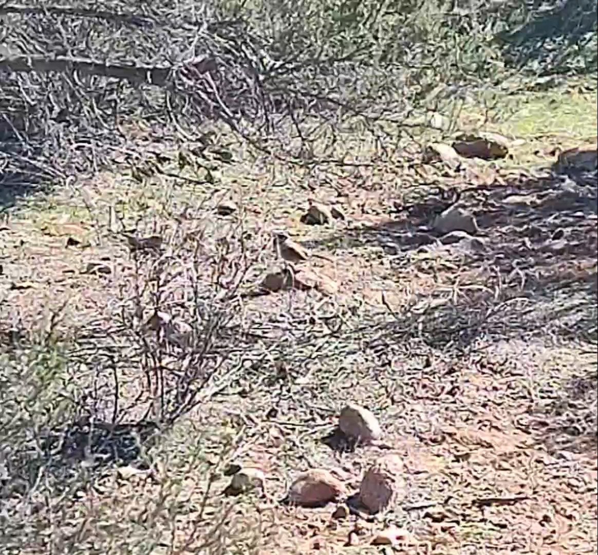 Chingolo de Bell (belli) - ML646678351