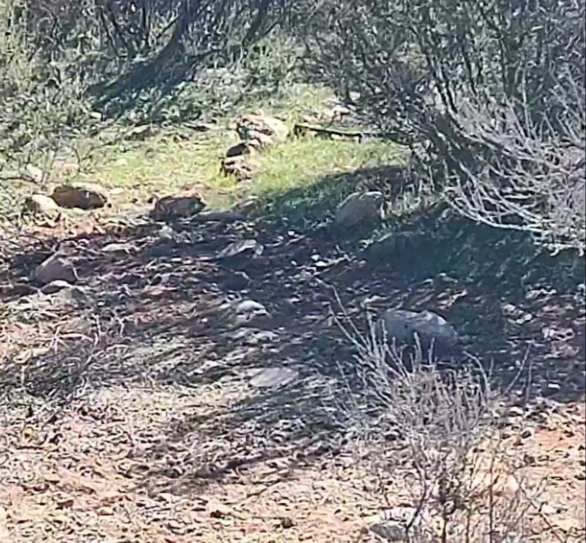 Chingolo de Bell (belli) - ML646678352