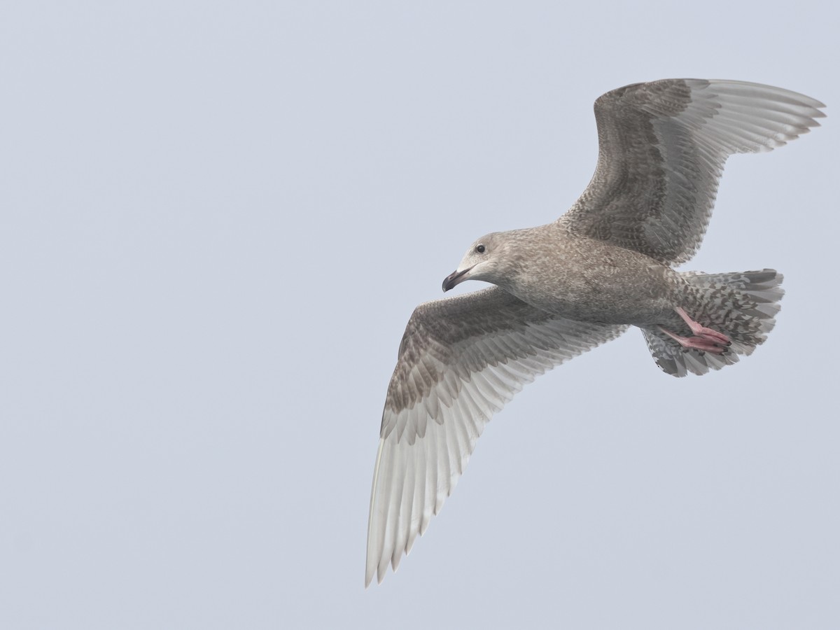 Goéland arctique - ML646678356