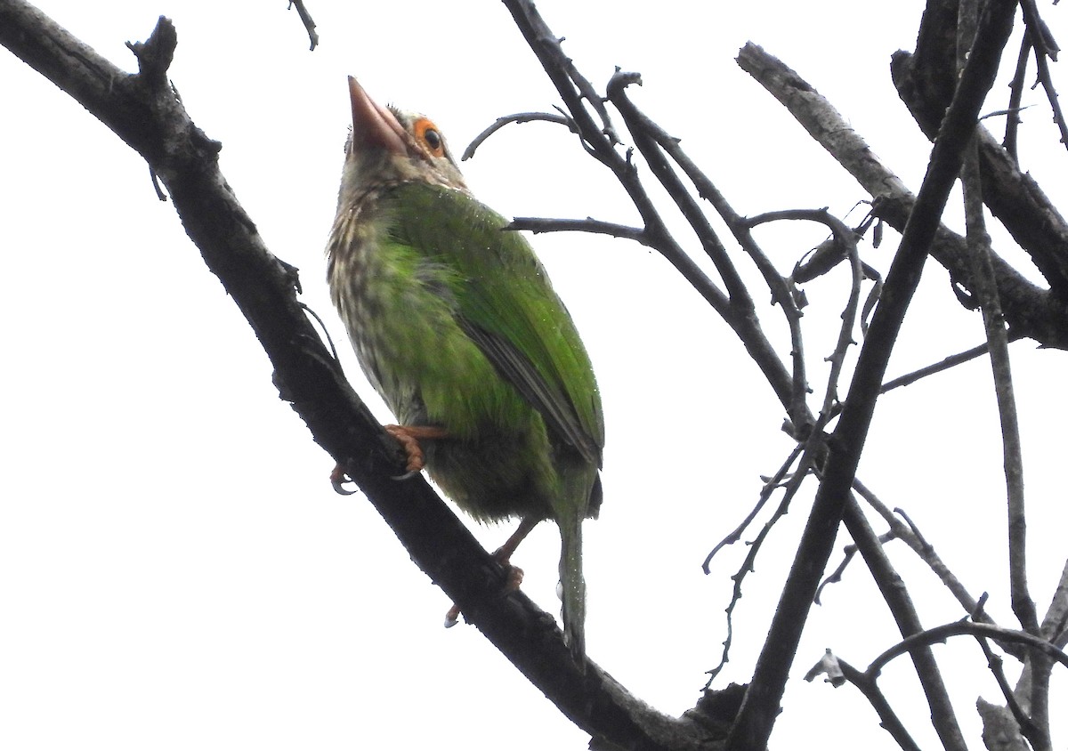 シロボシオオゴシキドリ - ML646678358