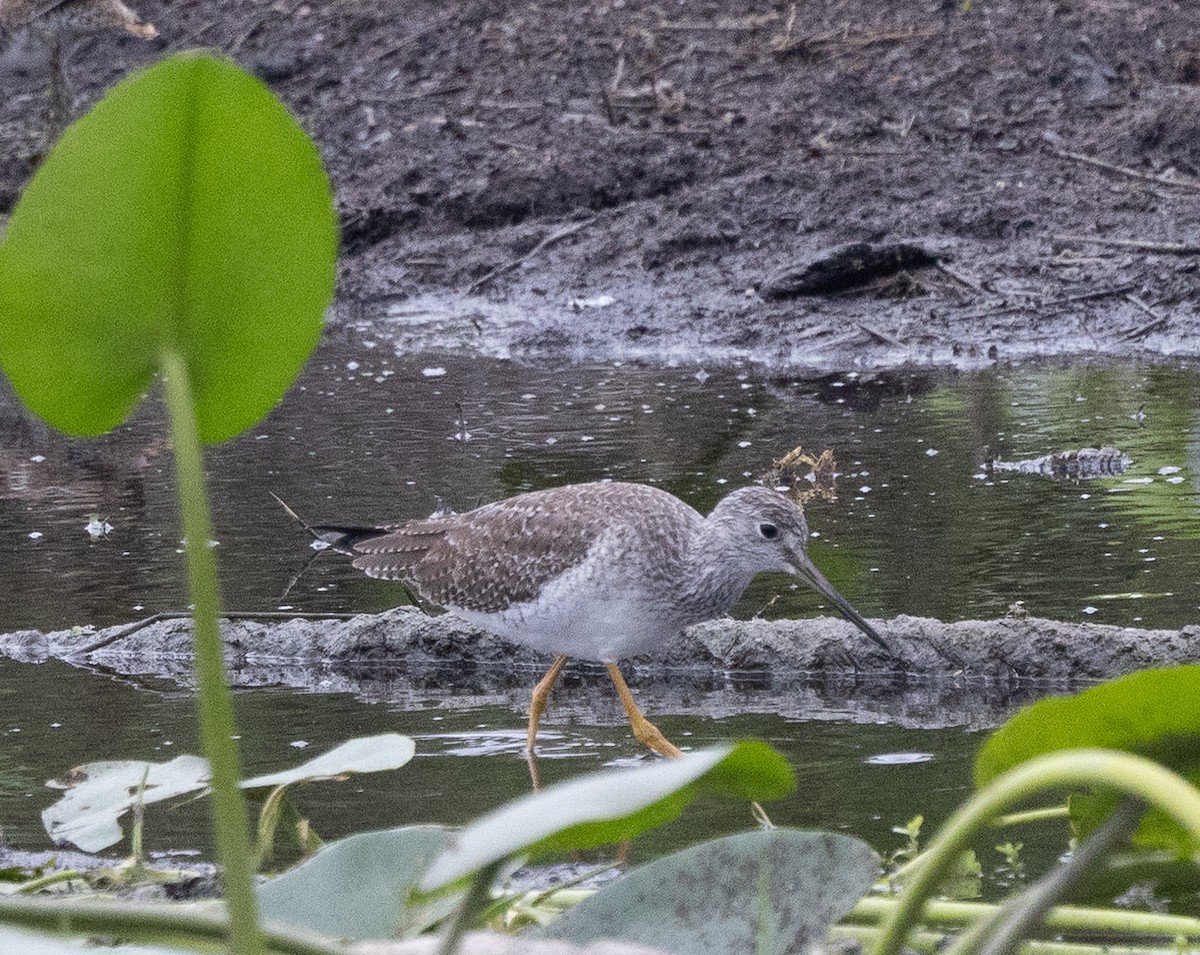 Коловодник строкатий - ML646678362