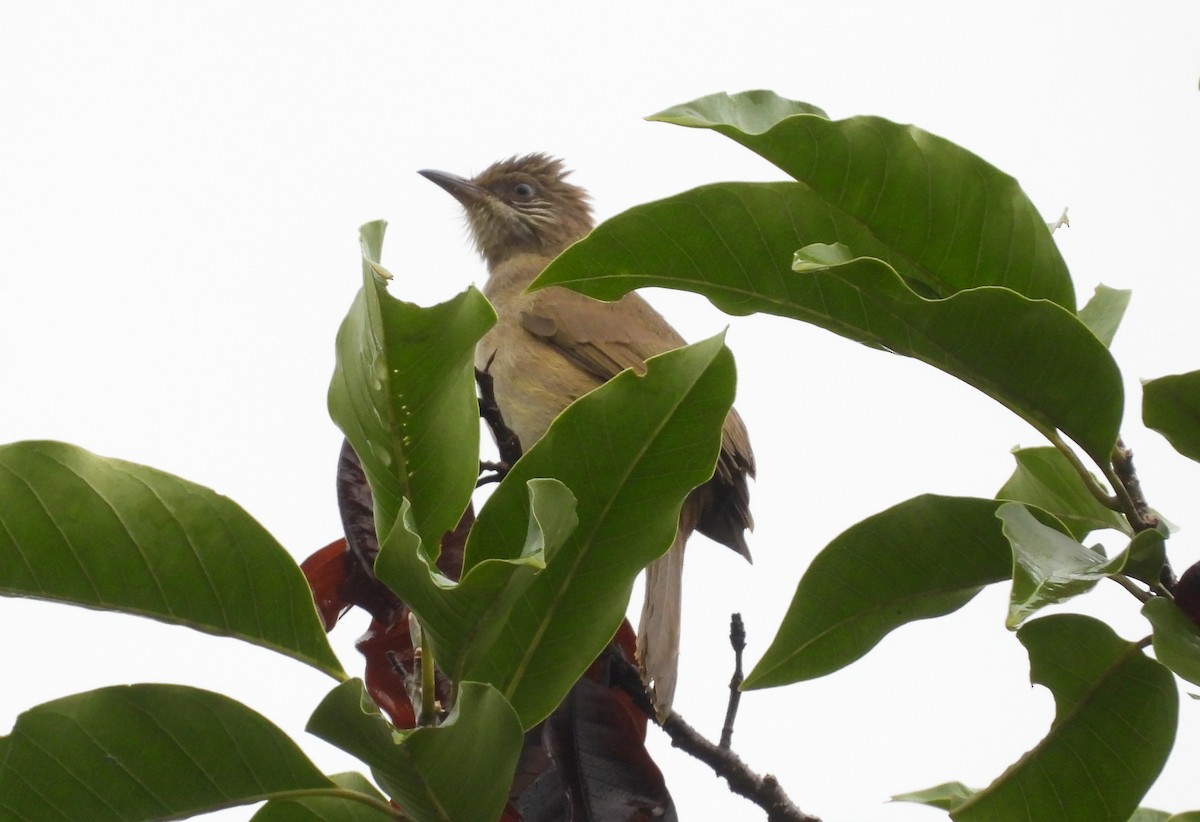 Streak-eared Bulbul - ML646678367