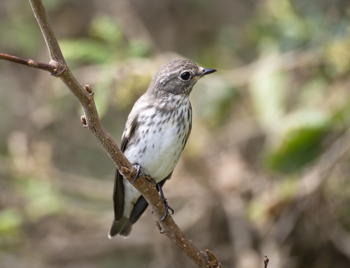 Boz Çizgili Sinekkapan - ML646678368