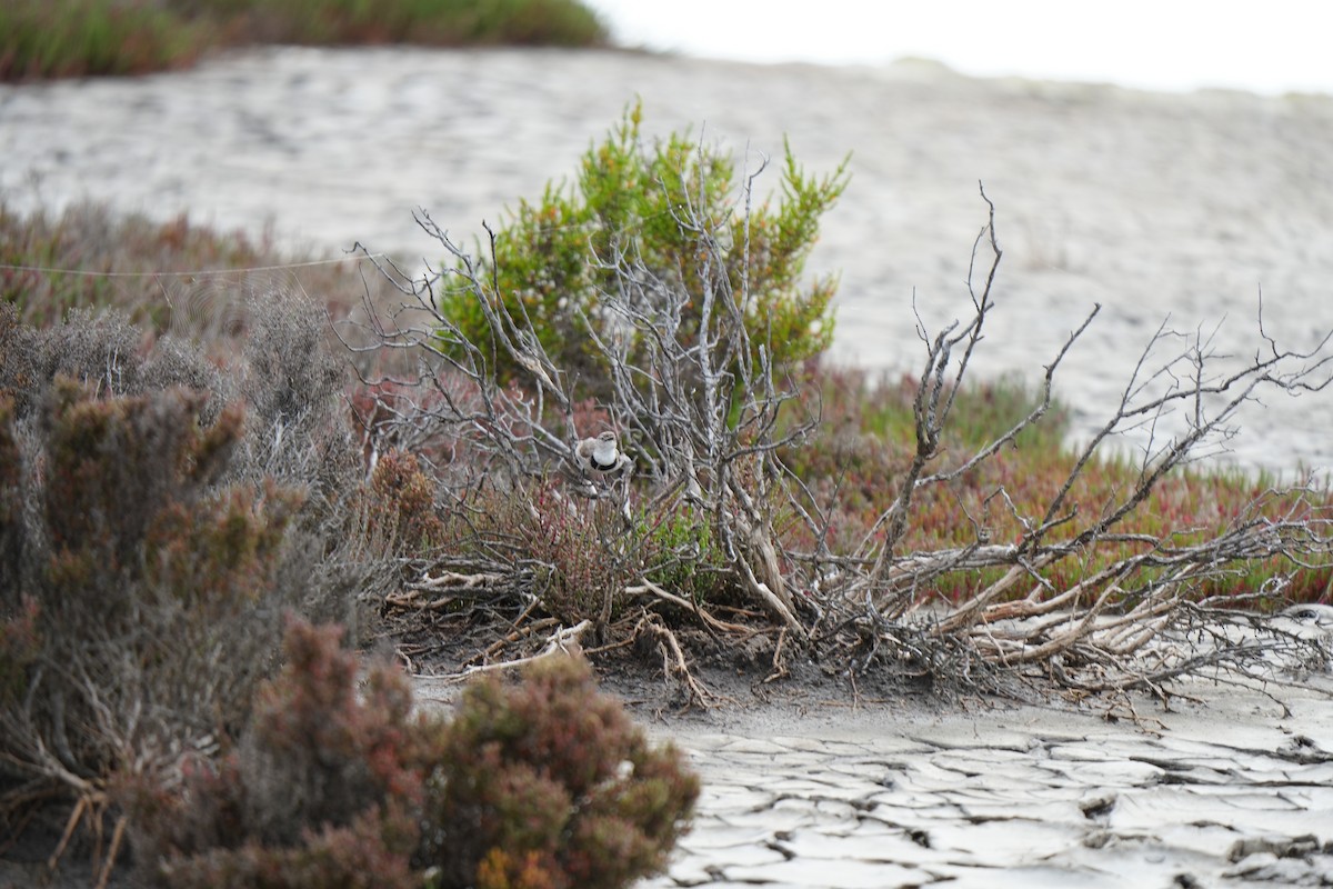 Weißgesicht-Trugschmätzer - ML646678369