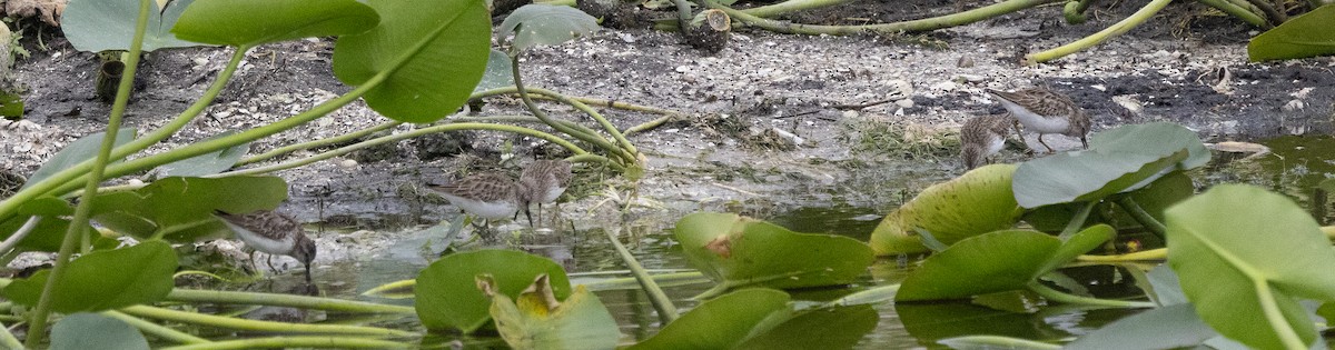 Побережник-крихітка - ML646678370