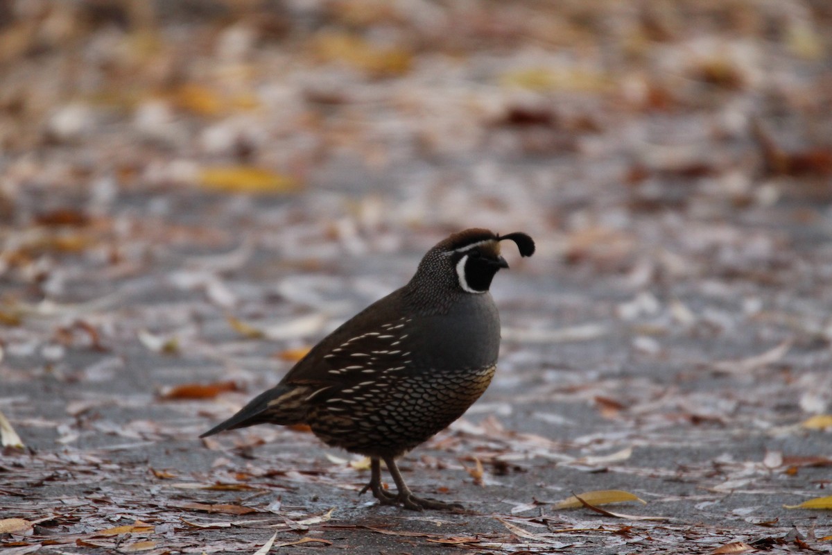 Перепелиця каліфорнійська - ML646678371