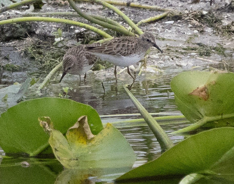 Побережник-крихітка - ML646678372