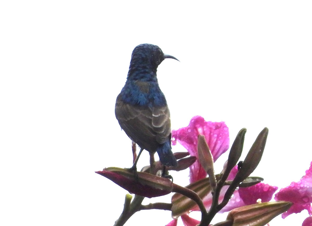 Маріка пурпурова - ML646678376