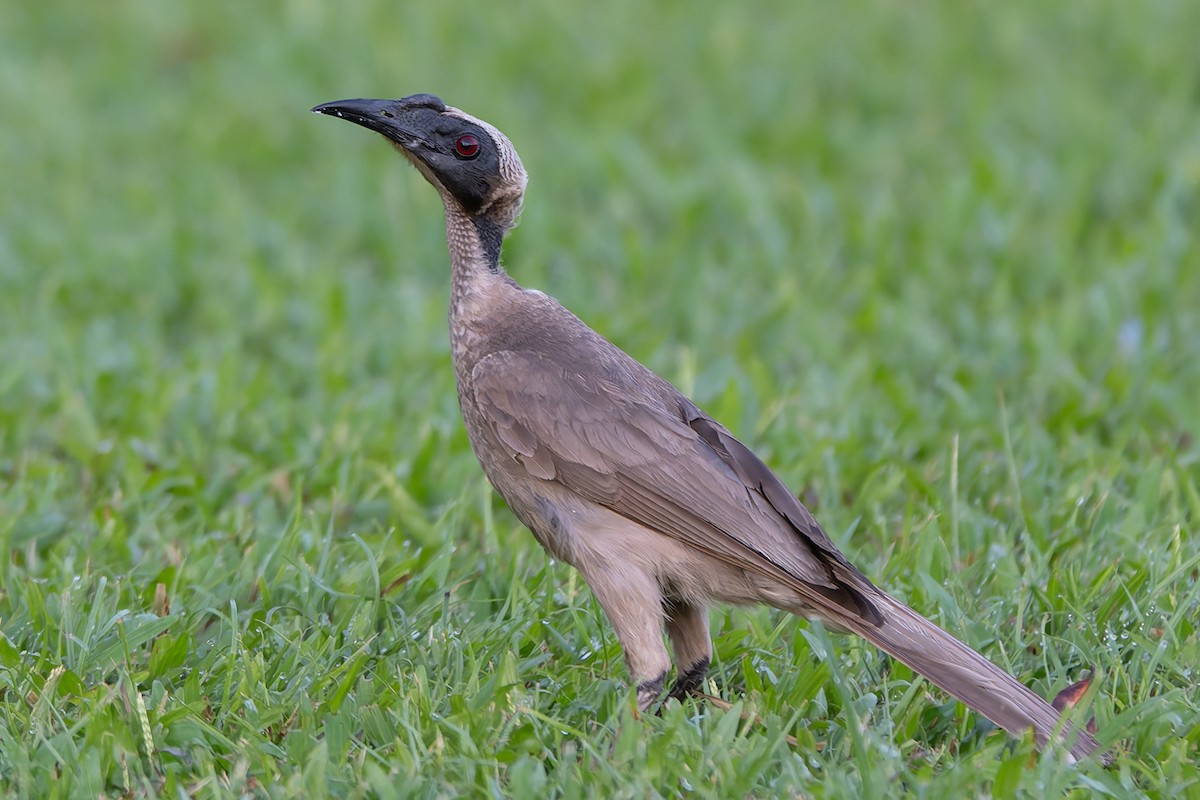 Медівник рогодзьобий - ML646678377