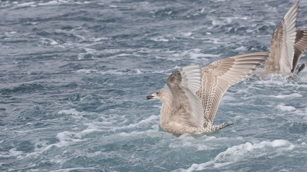 Мартин гренландський (підвид thayeri) - ML646678379
