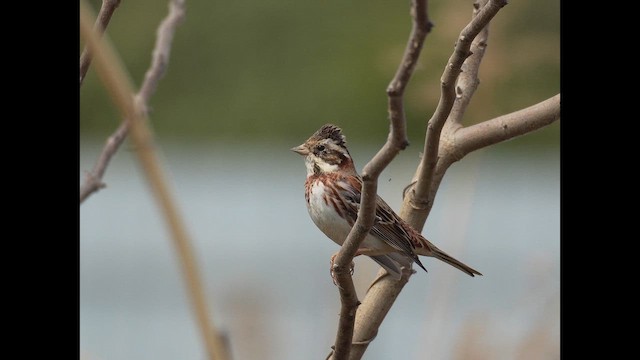 田鵐 - ML646678380