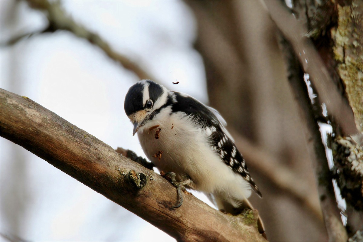 Дятел пухнастий - ML646678381