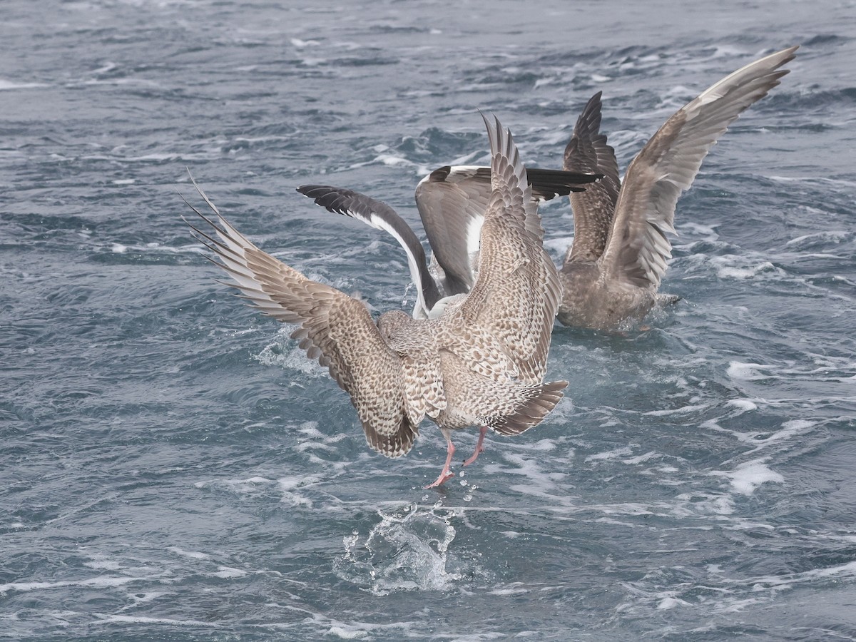 Мартин гренландський (підвид thayeri) - ML646678382