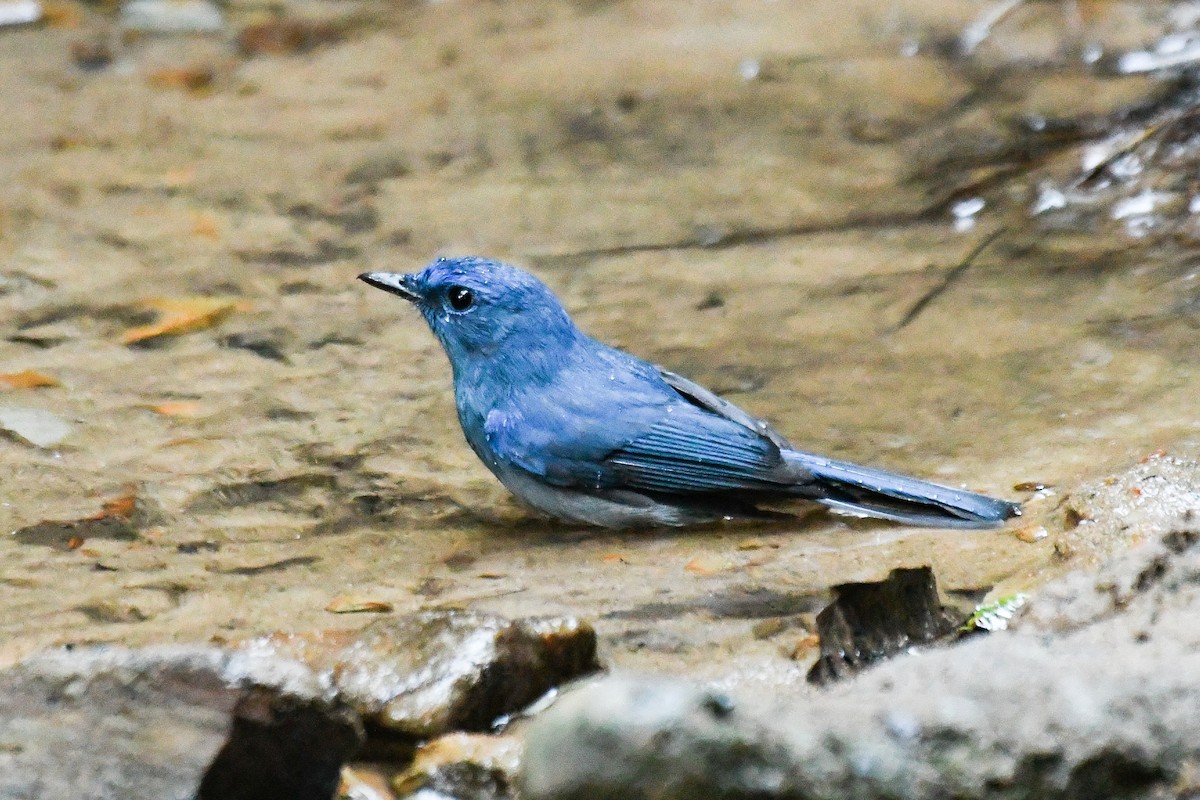 Нільтава лазурова - ML646678383