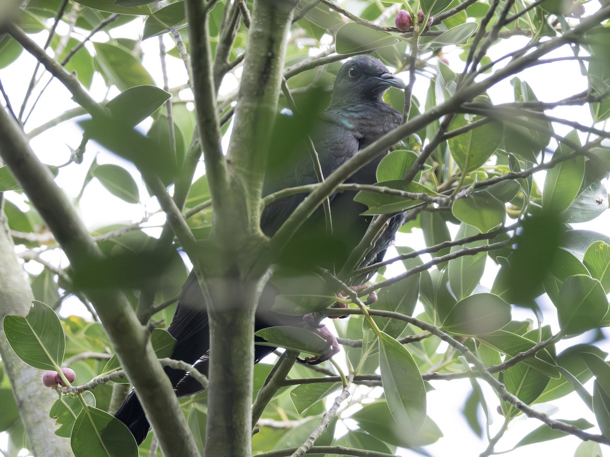 Голуб чорний - ML646678384