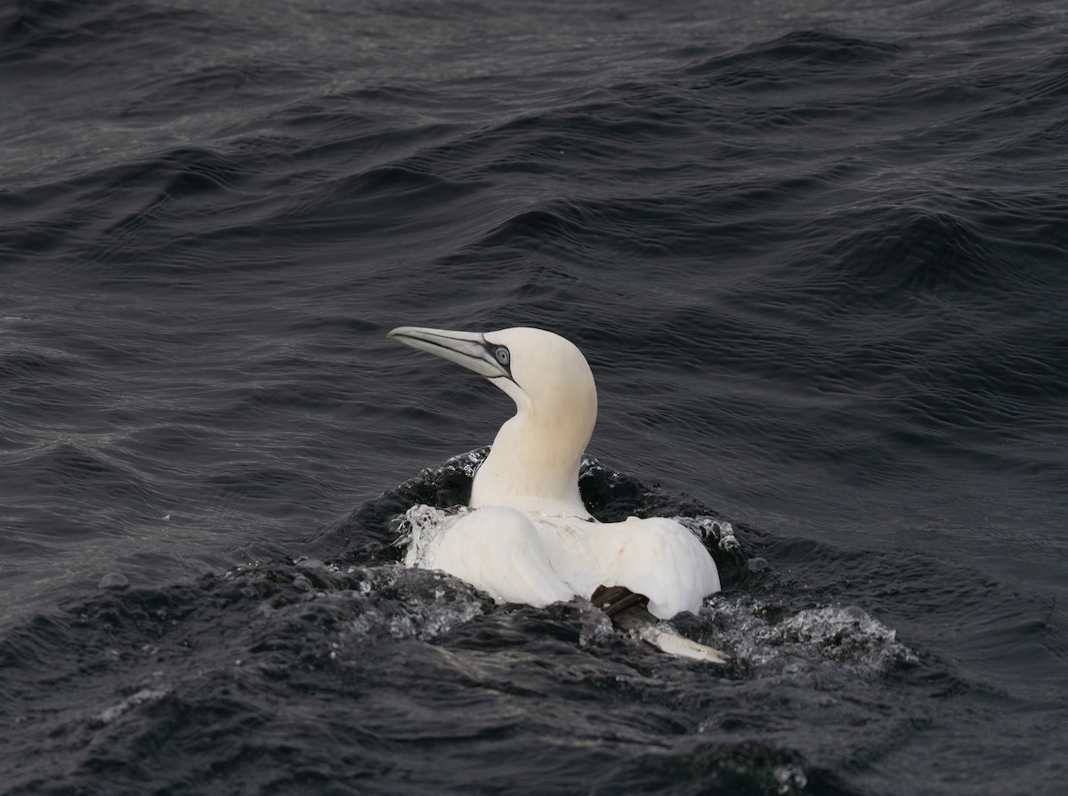 Сула атлантична - ML646678388