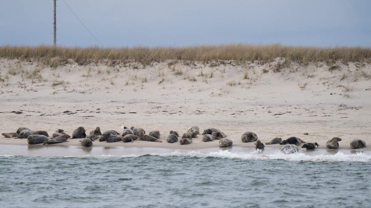 Atlantic Grey Seal - ML646678389