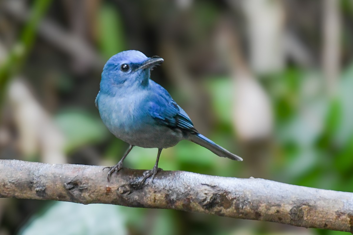 Нільтава лазурова - ML646678393