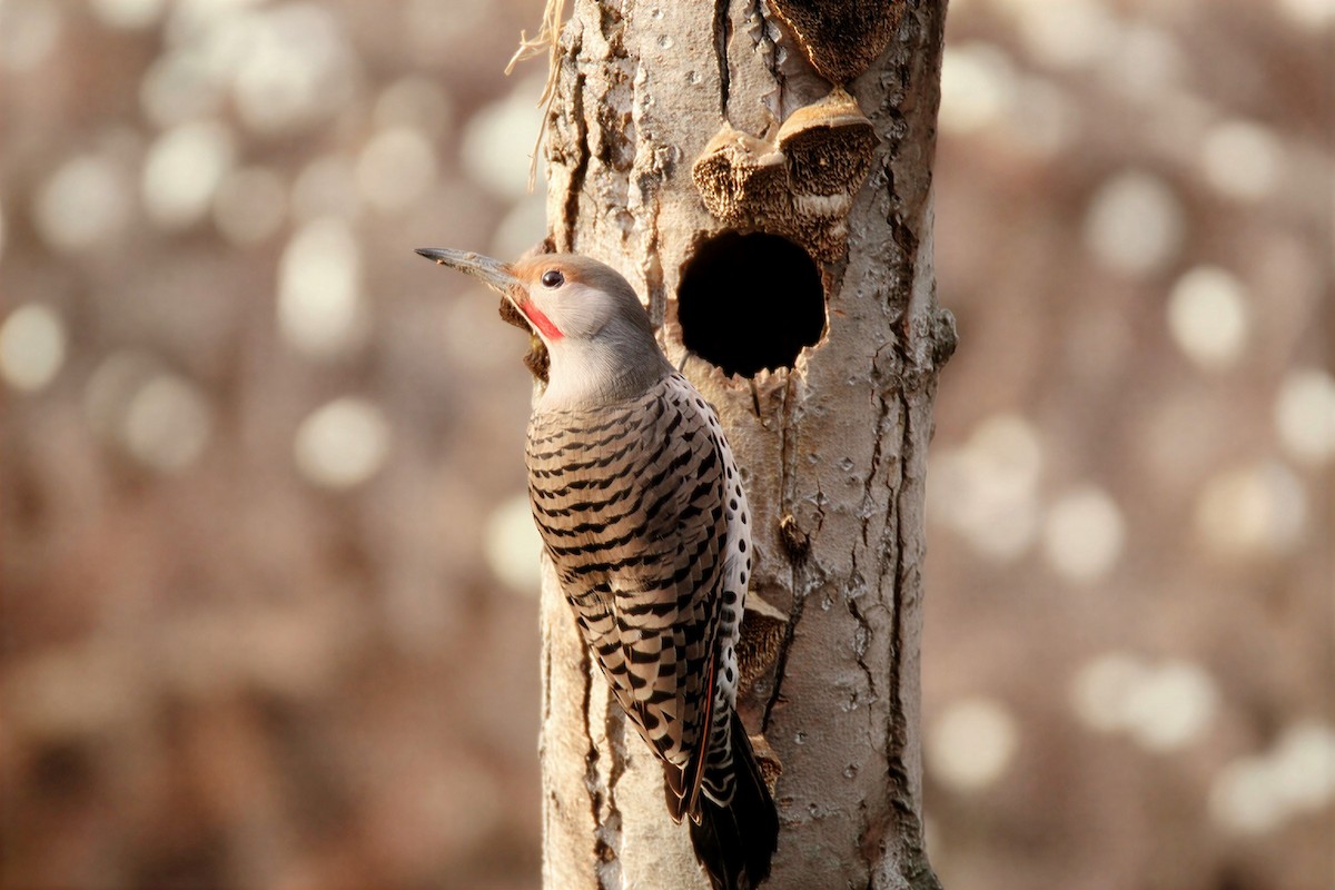 Декол золотистий - ML646678394