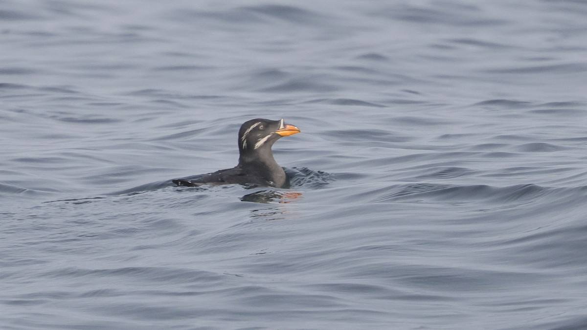 Дзьоборіг - ML646678395