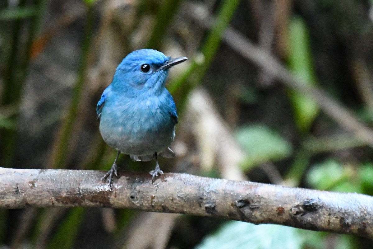 Нільтава лазурова - ML646678396