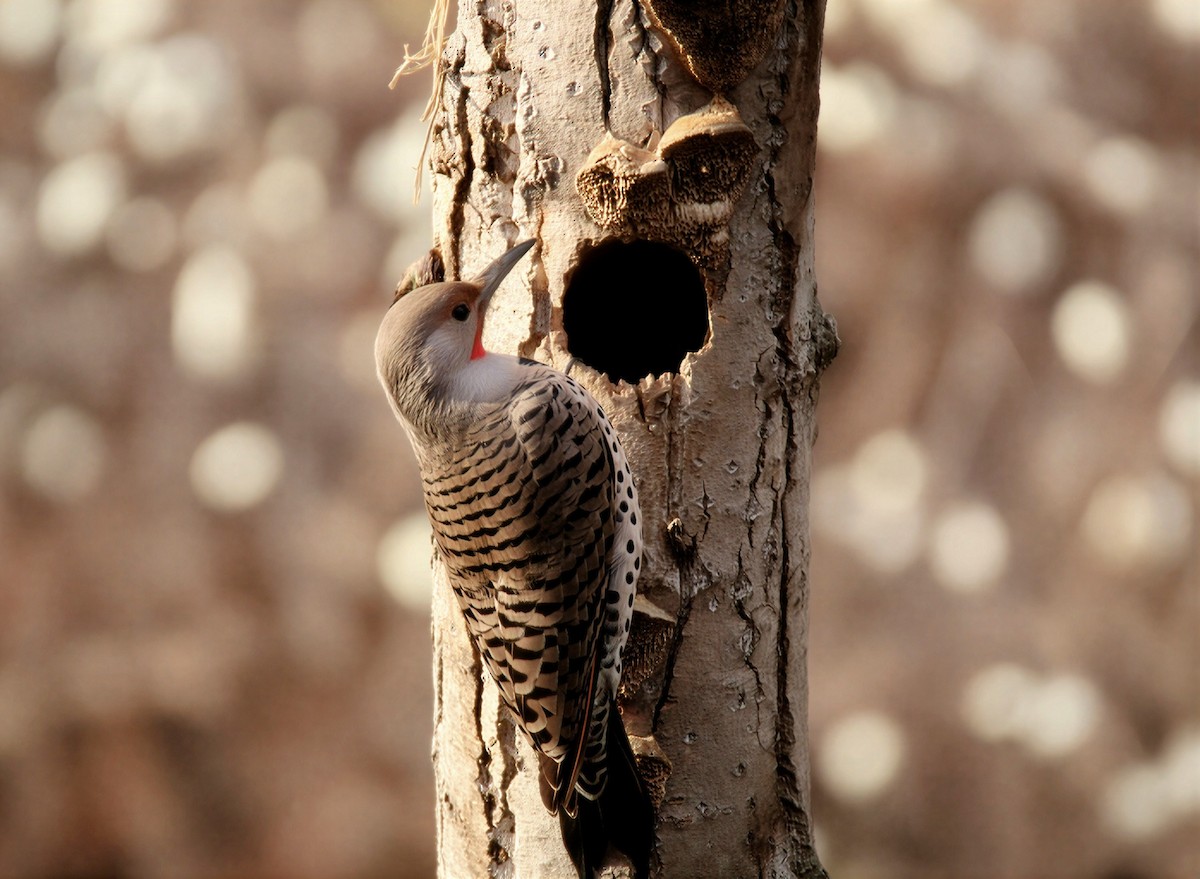 Декол золотистий - ML646678397