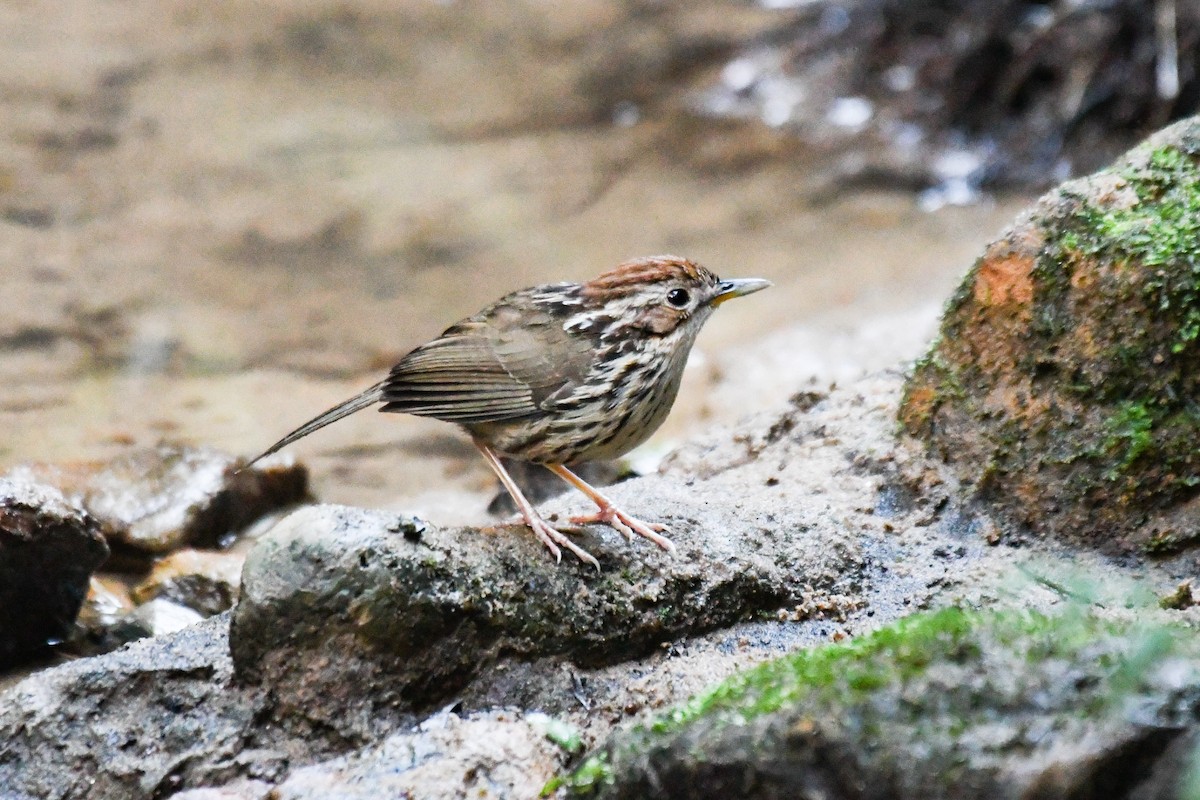 Баблер рудоголовий - ML646678399