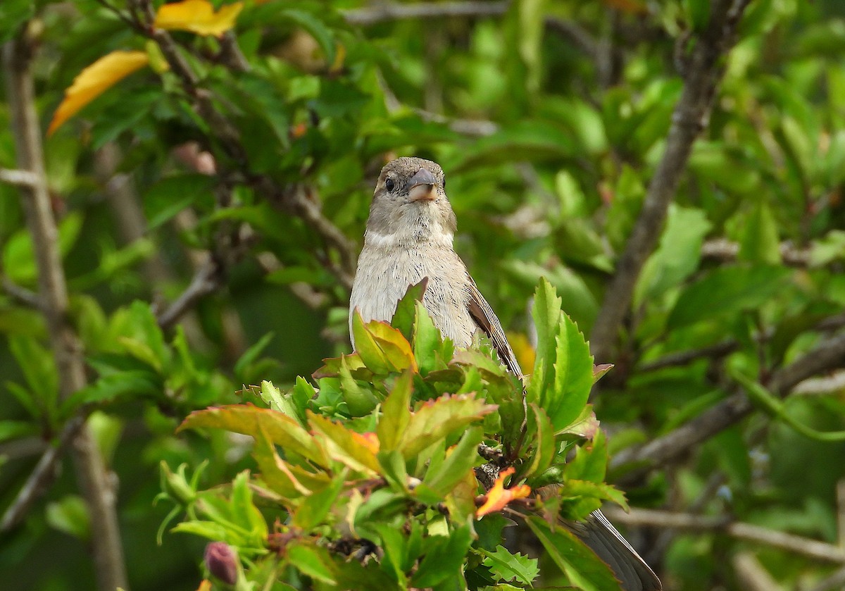 Горобець хатній - ML646678400