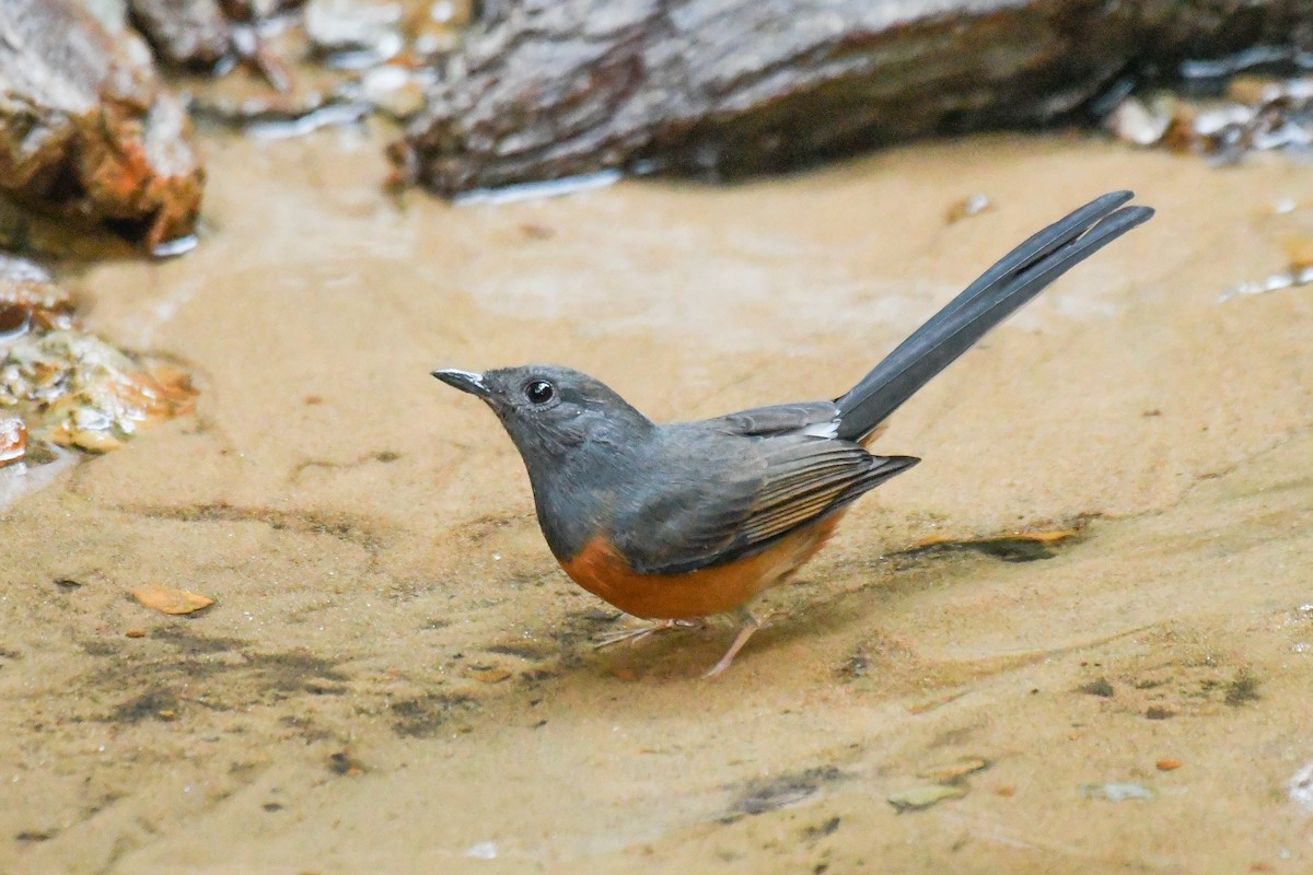 Шама білогуза - ML646678402