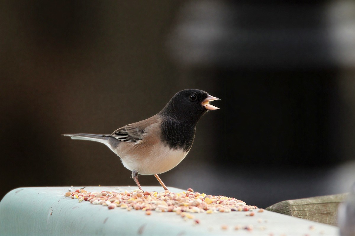 Юнко сірий - ML646678403