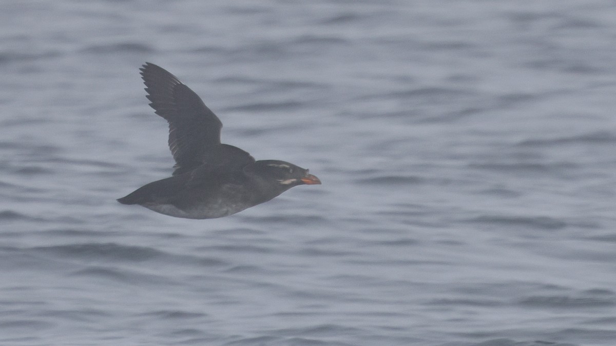 Дзьоборіг - ML646678404