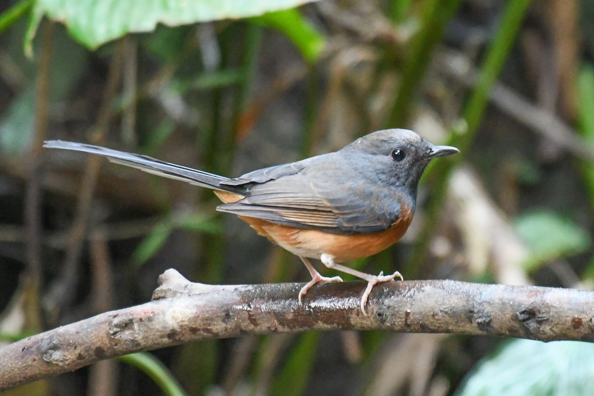 Шама білогуза - ML646678405