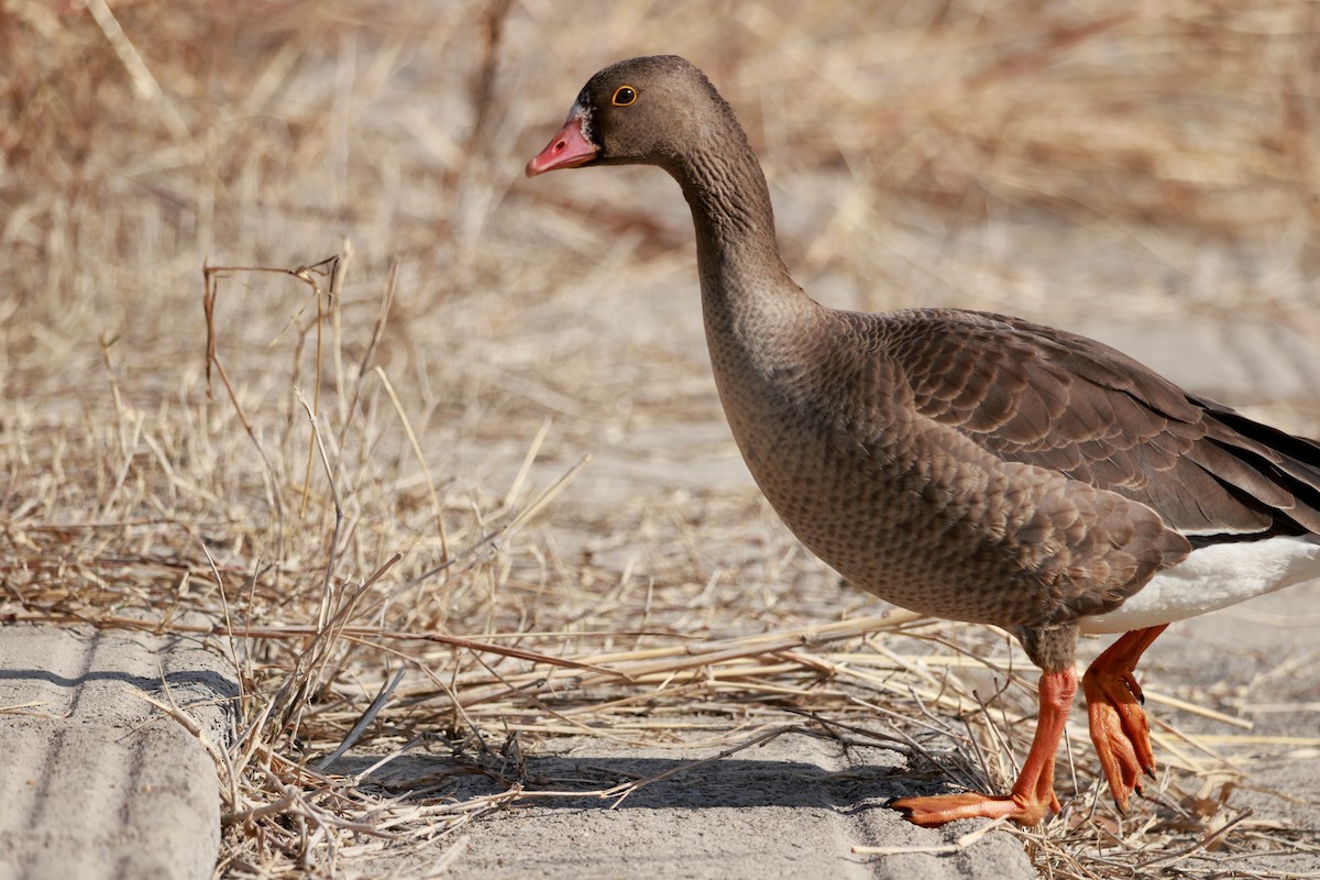 אווז קטן - ML646678406