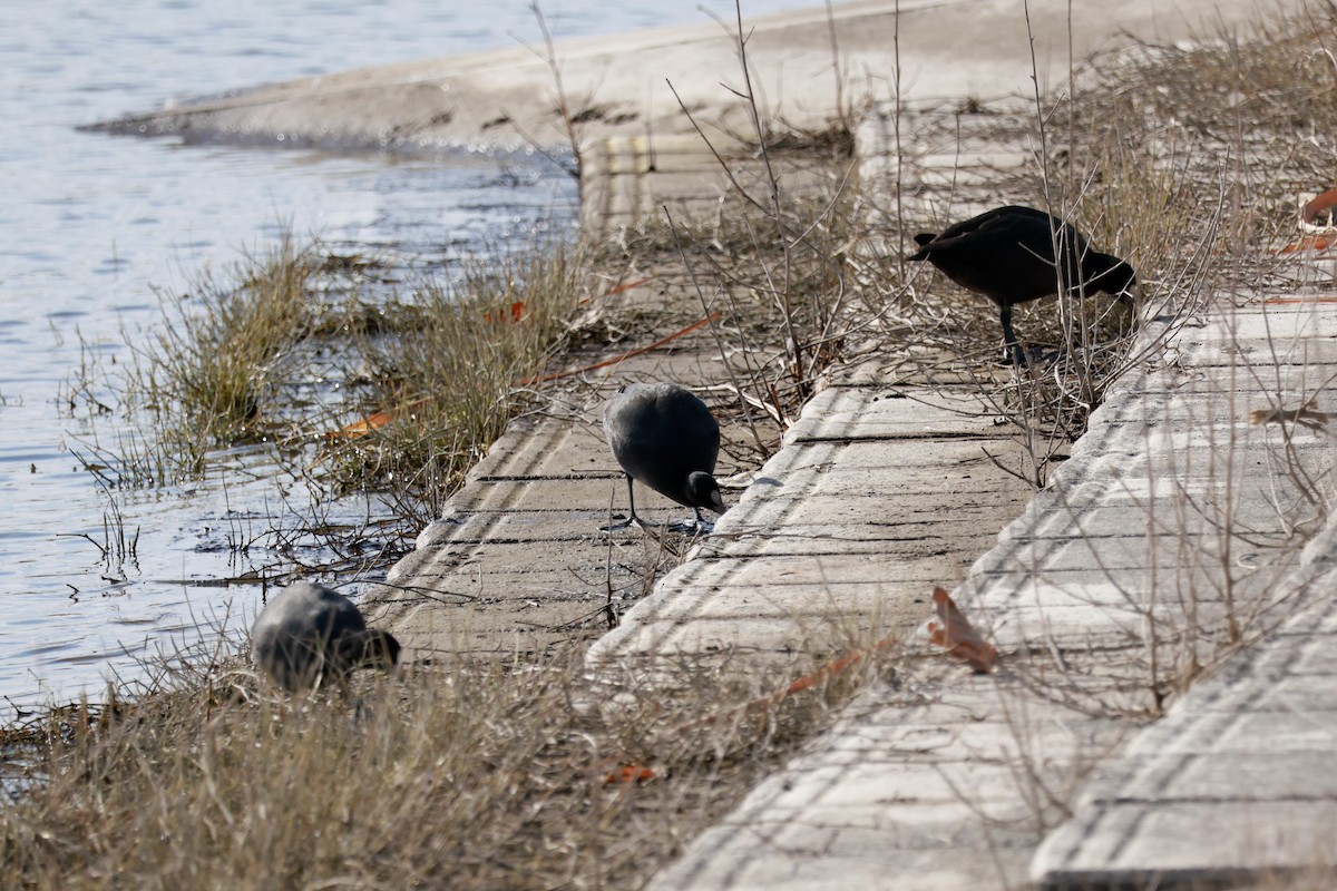 オオバン - ML646678407