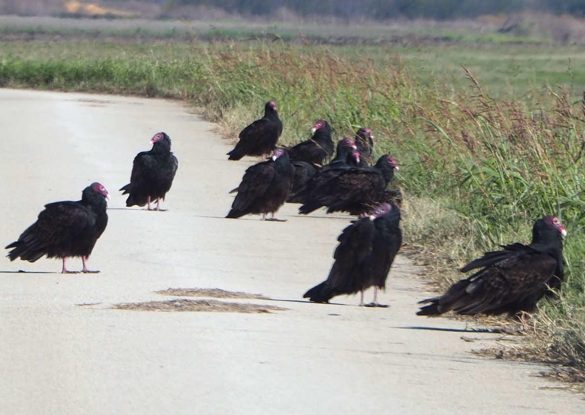 Катарта червоноголова - ML646678408