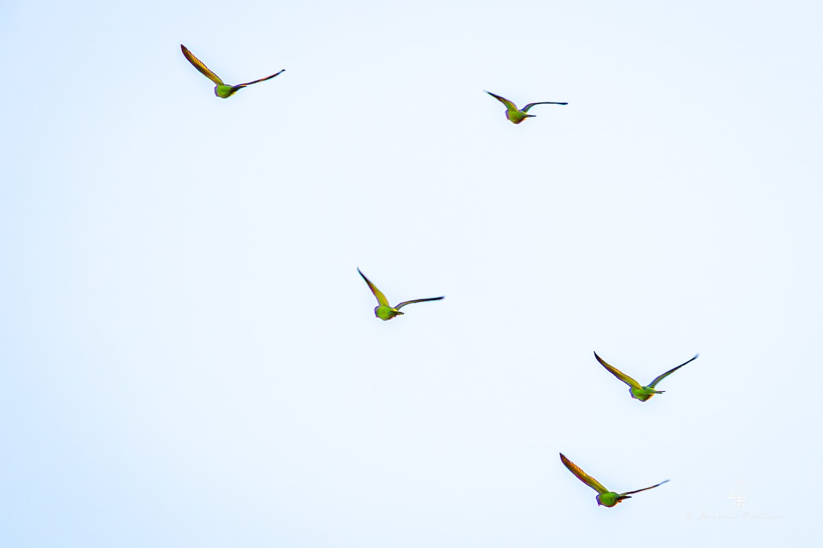 Аратинга червонолобий - ML646678409