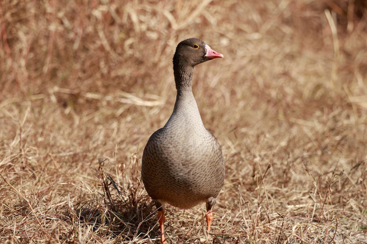 אווז קטן - ML646678410