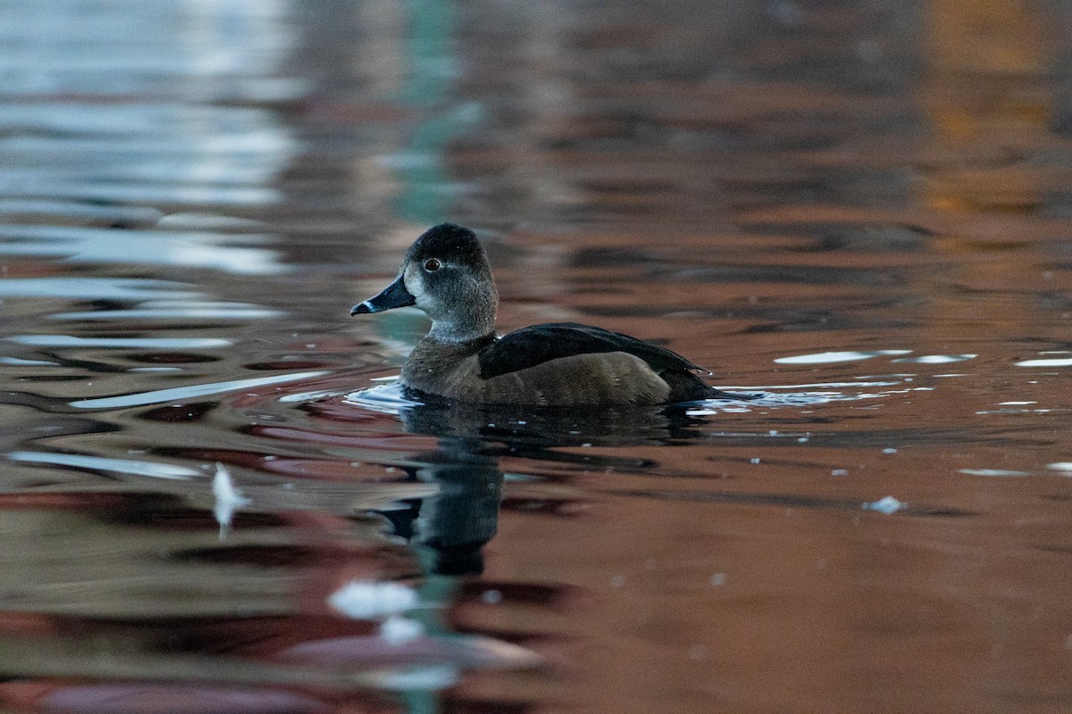 Чернь канадська - ML646678411