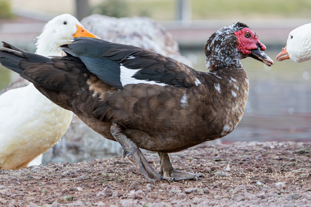 Качка мускусна (свійська) - ML646678413