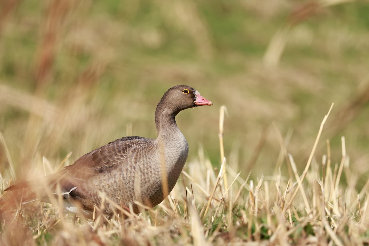 אווז קטן - ML646678414