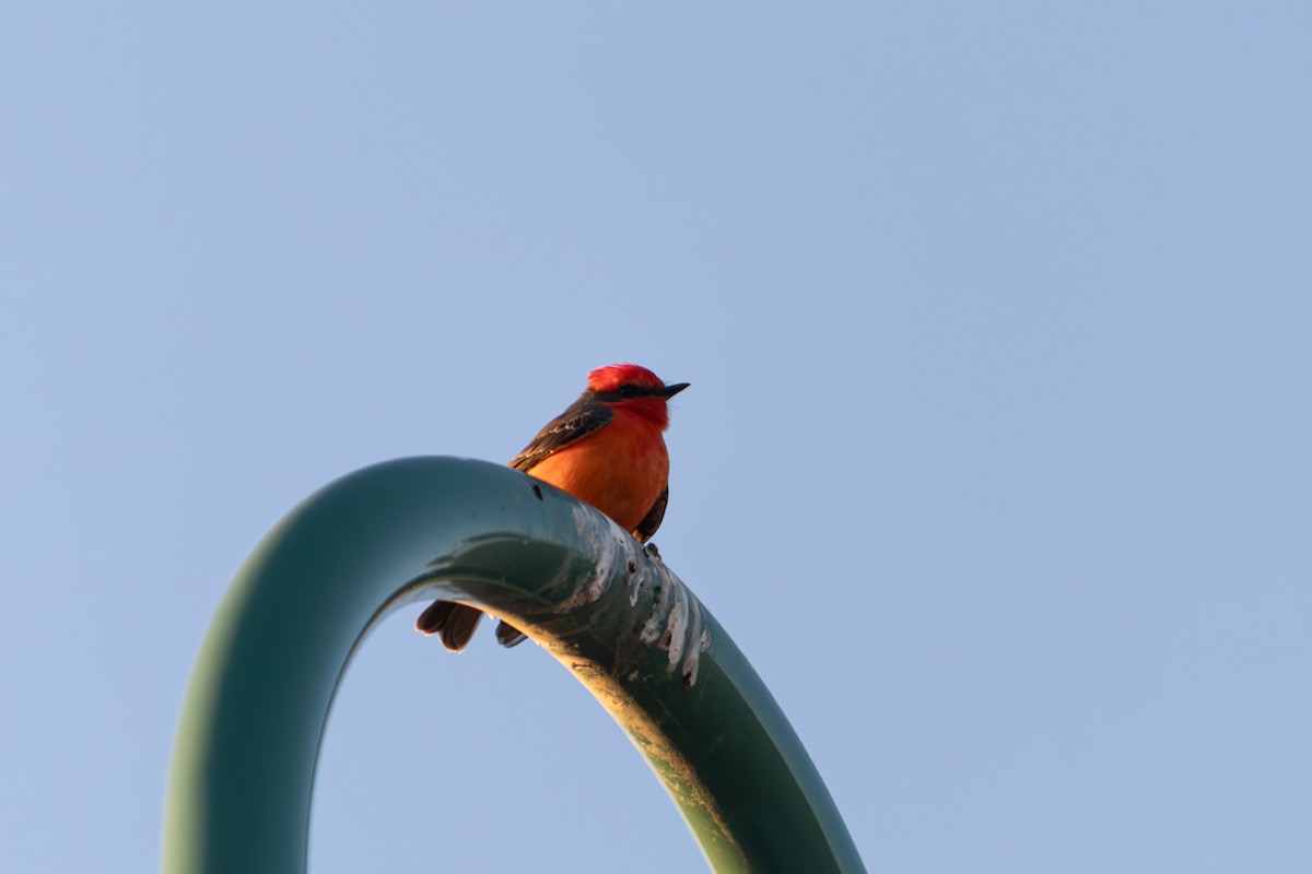 Москверо вогнистий - ML646678415