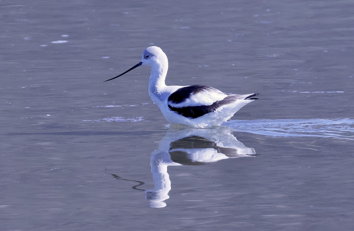 アメリカソリハシセイタカシギ - ML646678416