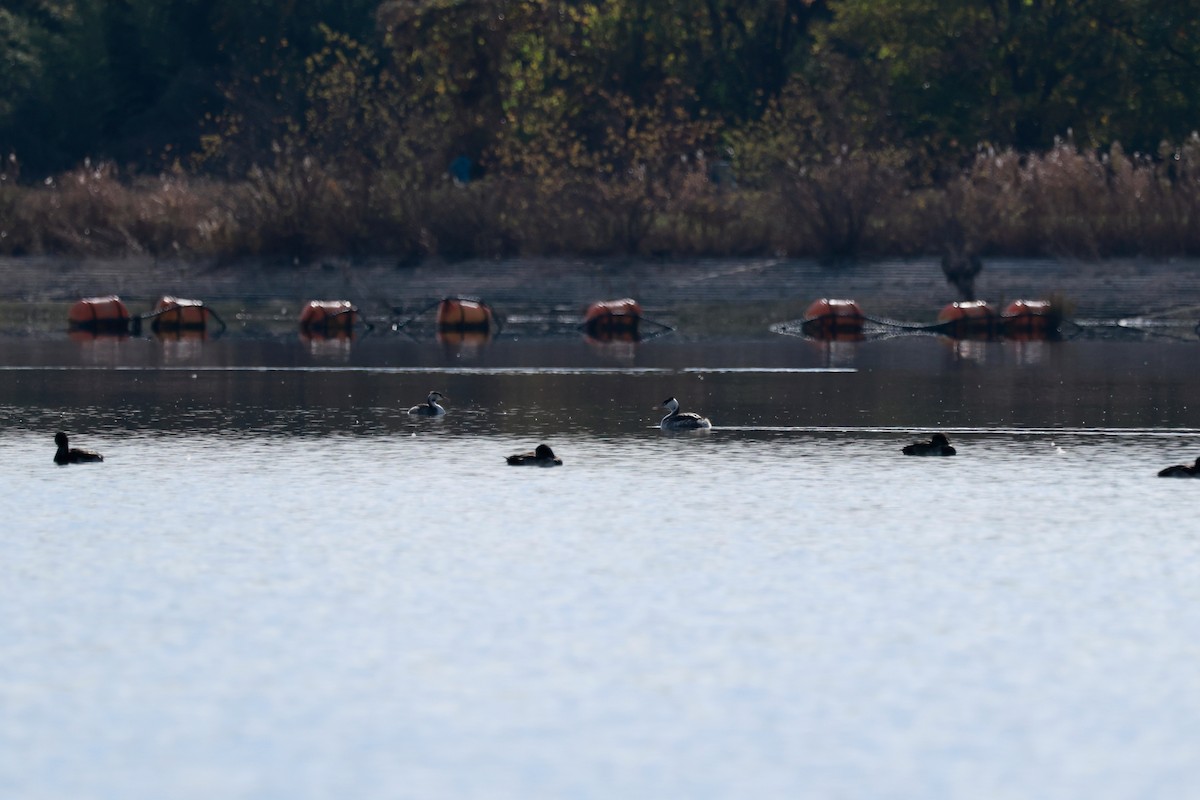 カンムリカイツブリ - ML646678417