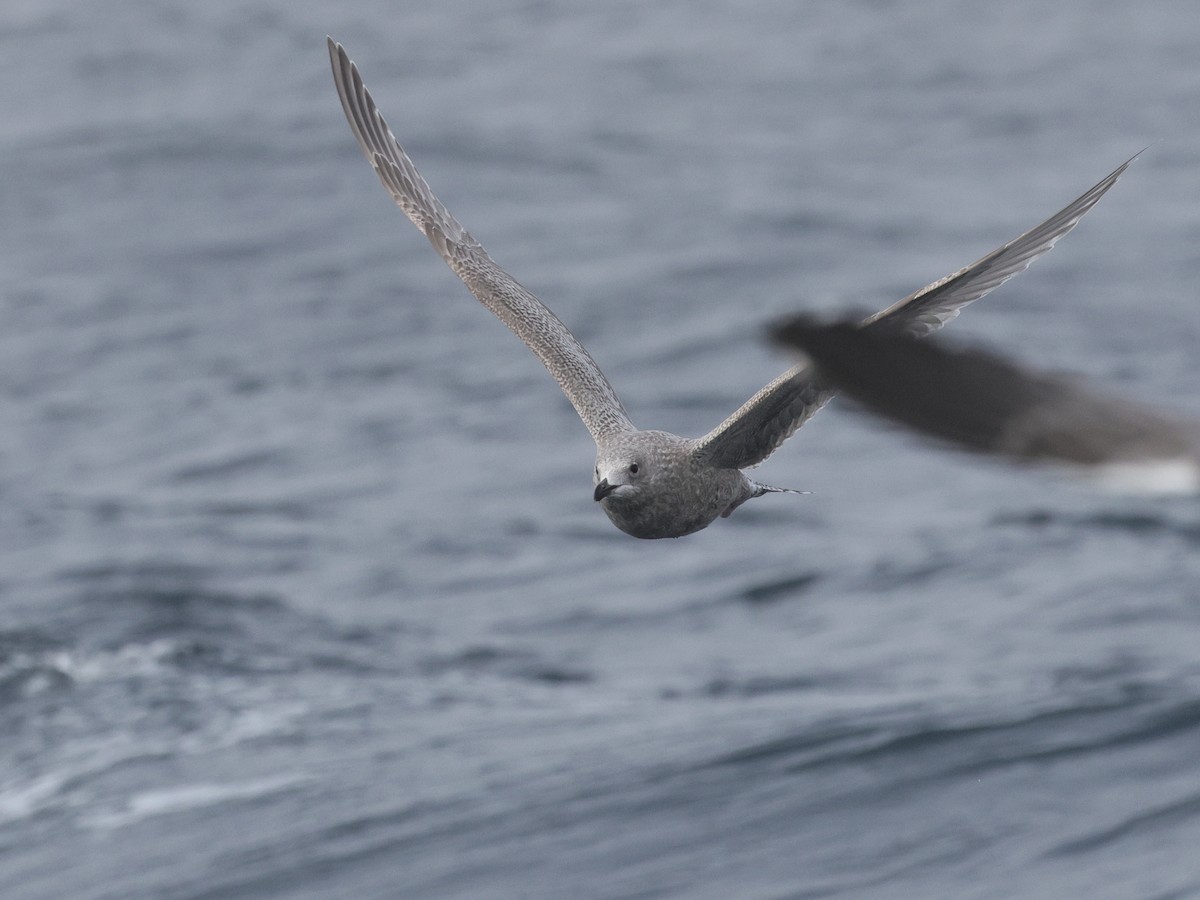 アイスランドカモメ（亜種 カナダカモメ） - ML646678418