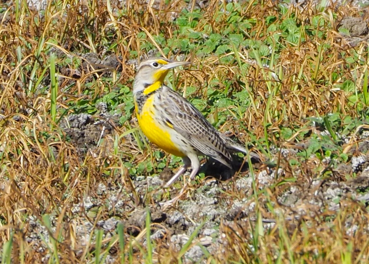 ニシマキバドリ - ML646678419