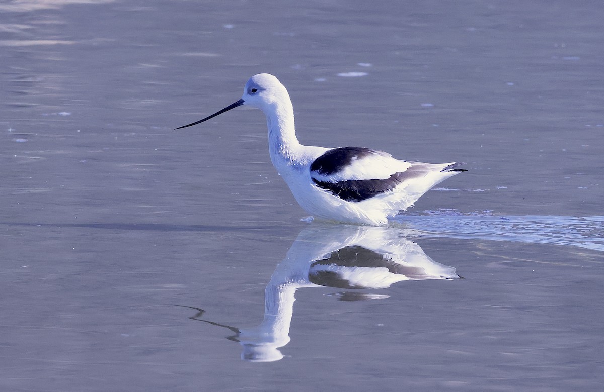 アメリカソリハシセイタカシギ - ML646678420