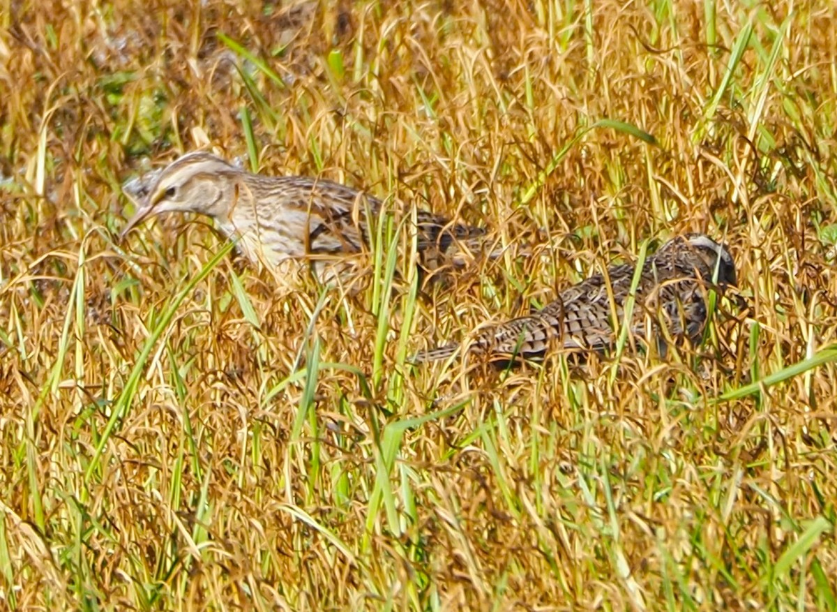 ヒガシマキバドリ - ML646678422