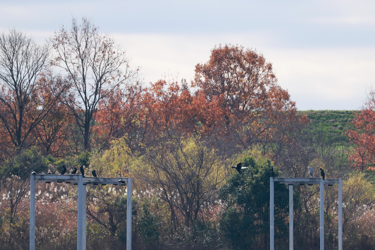 カワウ - ML646678423